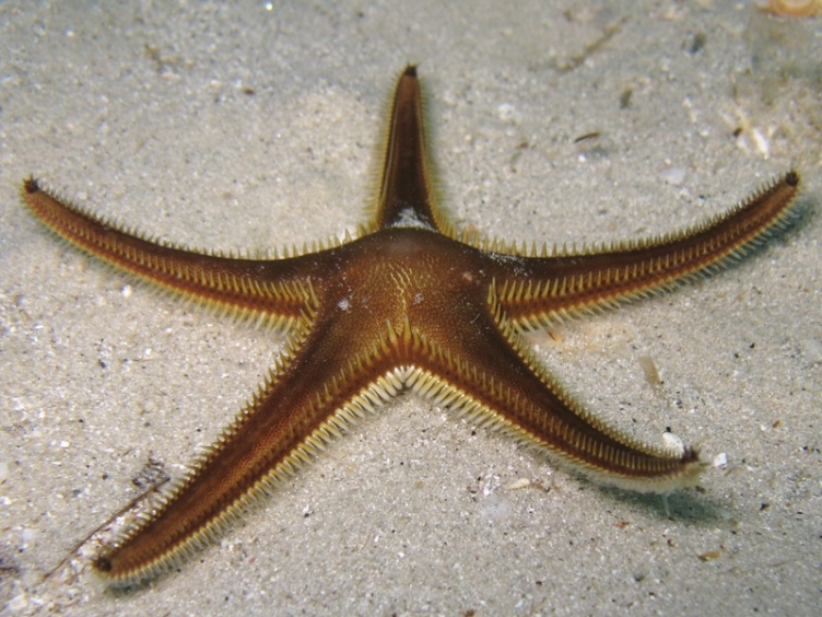 Guida allidentificazione del genere Astropecten